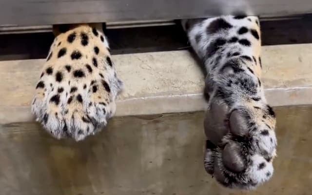 かみね動物園が公開した、ジャガーの前肢に注目集まる！「肉球ぷにぷにしたい」