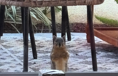 要潤、思わぬ訪問者にほっこり「急な来客」