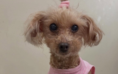 「ツノヘア姿が反則級！」MAX・LINAの愛犬“セレブちゃん”がキュートすぎると話題に