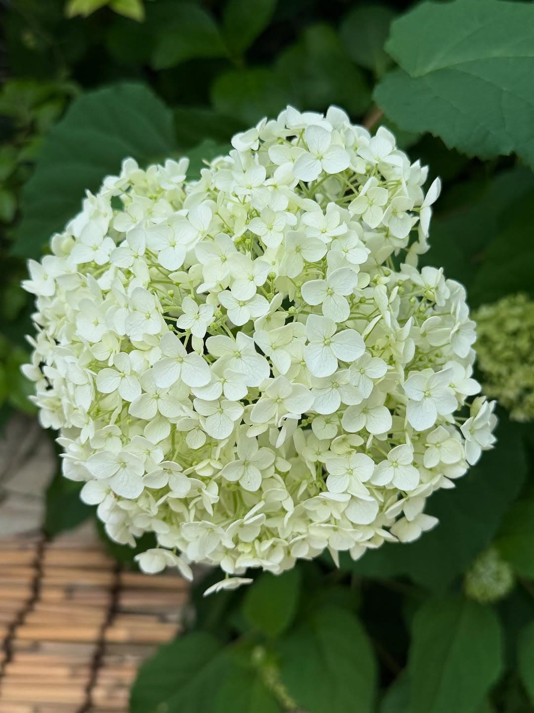 「朝から癒されました」栗原はるみが公開した紫陽花ショットが話題に