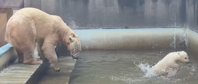 ホッキョクグマの赤ちゃん、泳ぎも上達中！ズーラシアで水遊び満喫