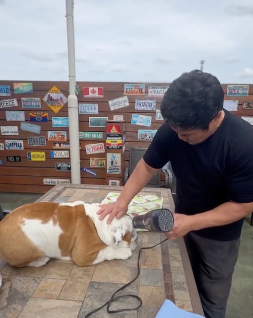 「梅ちゃん、優勝」北斗晶が愛犬のトリーミング待ちの姿にファン「可愛い！」の声続出