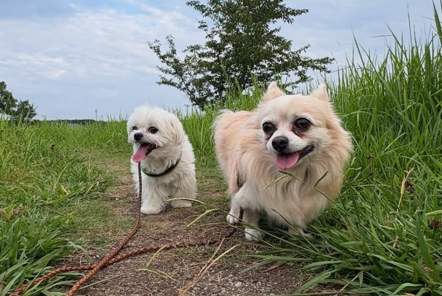 尊い笑顔…小野真弓が語る愛犬との癒やし散歩時間