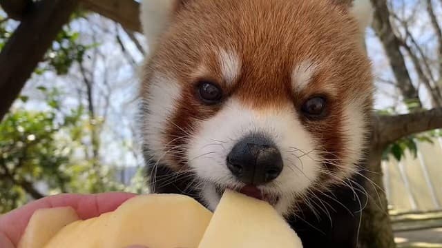「お手手使って上手～」レッサーパンダの”りんごタイム”ムービーが可愛すぎると話題に