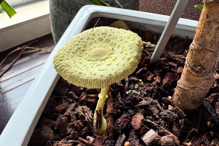 かわいいきのこは、高岡早紀のもとにやってきた黄金の幸運きのこ！？