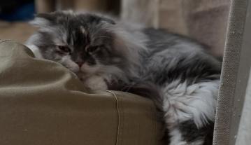 「おもちが眠気に勝てない…」中川家・剛、愛猫の癒しショットにファン悶絶！