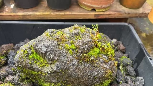 「ただただそれを繰り返している」”苔のむすまでチャレンジ”の動画がXで話題に！