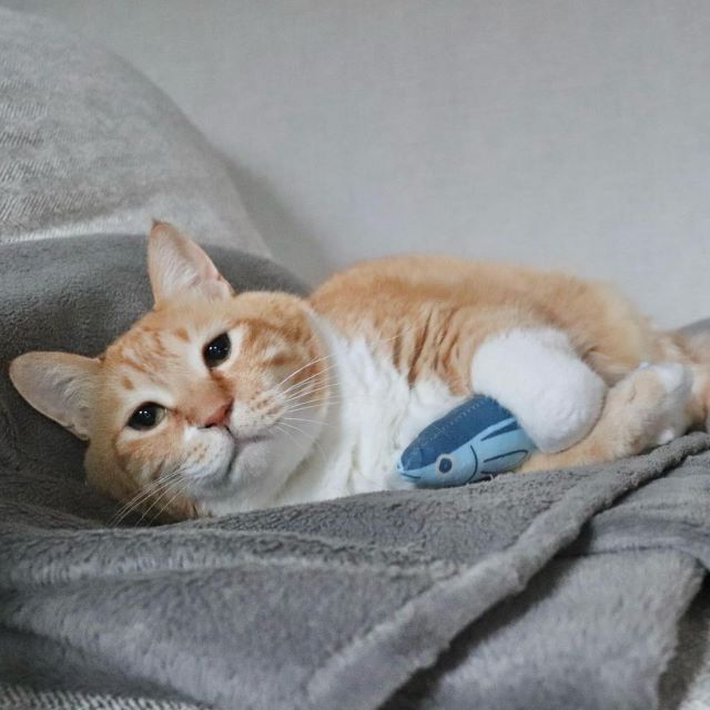 「私を抱きしめて」お気にのオモチャ抱きしめる ”しょぼん顔の保護猫ぐっぴー” が可愛すぎると話題に！！