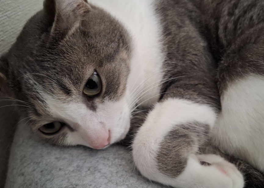 声優・佐々木琴子、日常の“からあげ報告”にファンが共鳴　猫写真が集まる癒しの投稿に