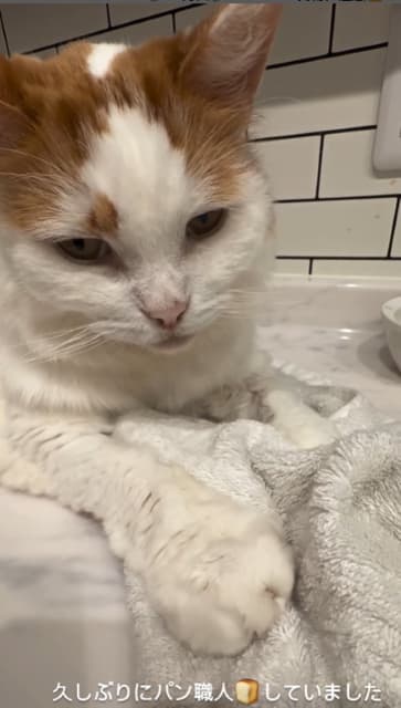 お笑い芸人 かまいたち 山内健司 愛猫動画を公開！「パン職人」