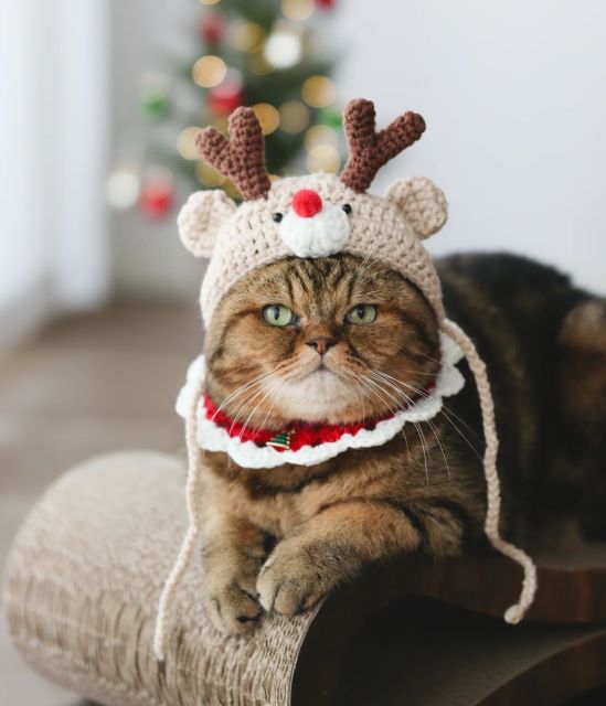 「ねこの寅次郎と小梅」インスタ更新！「ひと足早いクリスマス」仕様の寅次郎が可愛すぎる！