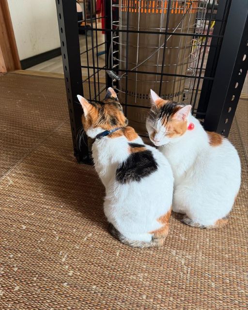 「猫と私で場所の取り合い」