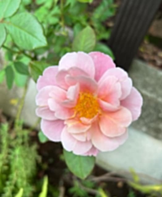 平野ノラ　登園後のひと息！静寂と欲望に揺れる日比谷ランチ