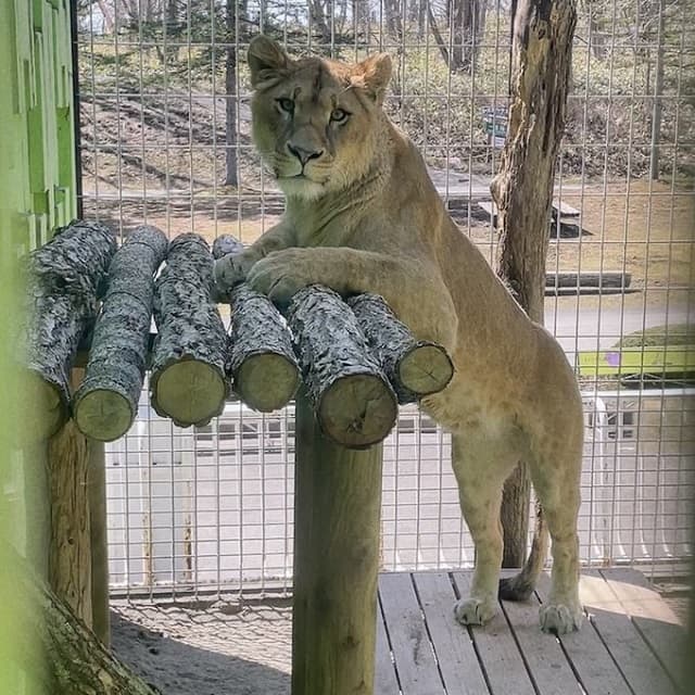「いつでも可愛い。たまりません」飼育員を見つめるライオンの視線が可愛すぎると話題に