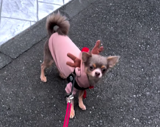 川口葵、愛犬ソルの「マイペース」な姿を披露「歩きたくない時は歩きません」