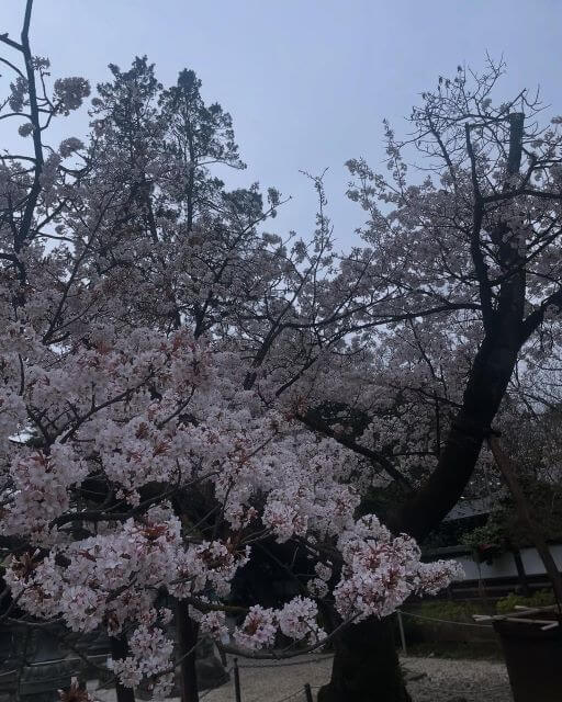 佐藤仁美、上野で春を発見！満開の桜＆出店グルメにテンションMAX