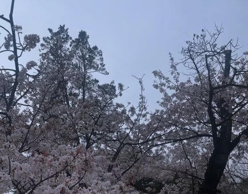 佐藤仁美、上野で春を発見！満開の桜＆出店グルメにテンションMAX