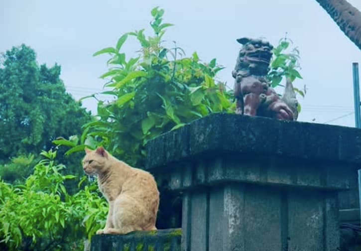 蜷川実花、梅雨の沖縄でダイビングのライセンス取得を報告