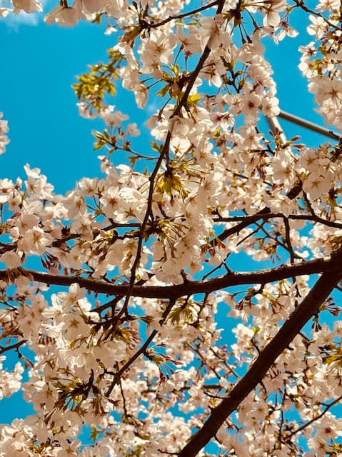 春のほのぼの感にうっとり「こんにちは」と竹達彩奈が桜の写真を投稿