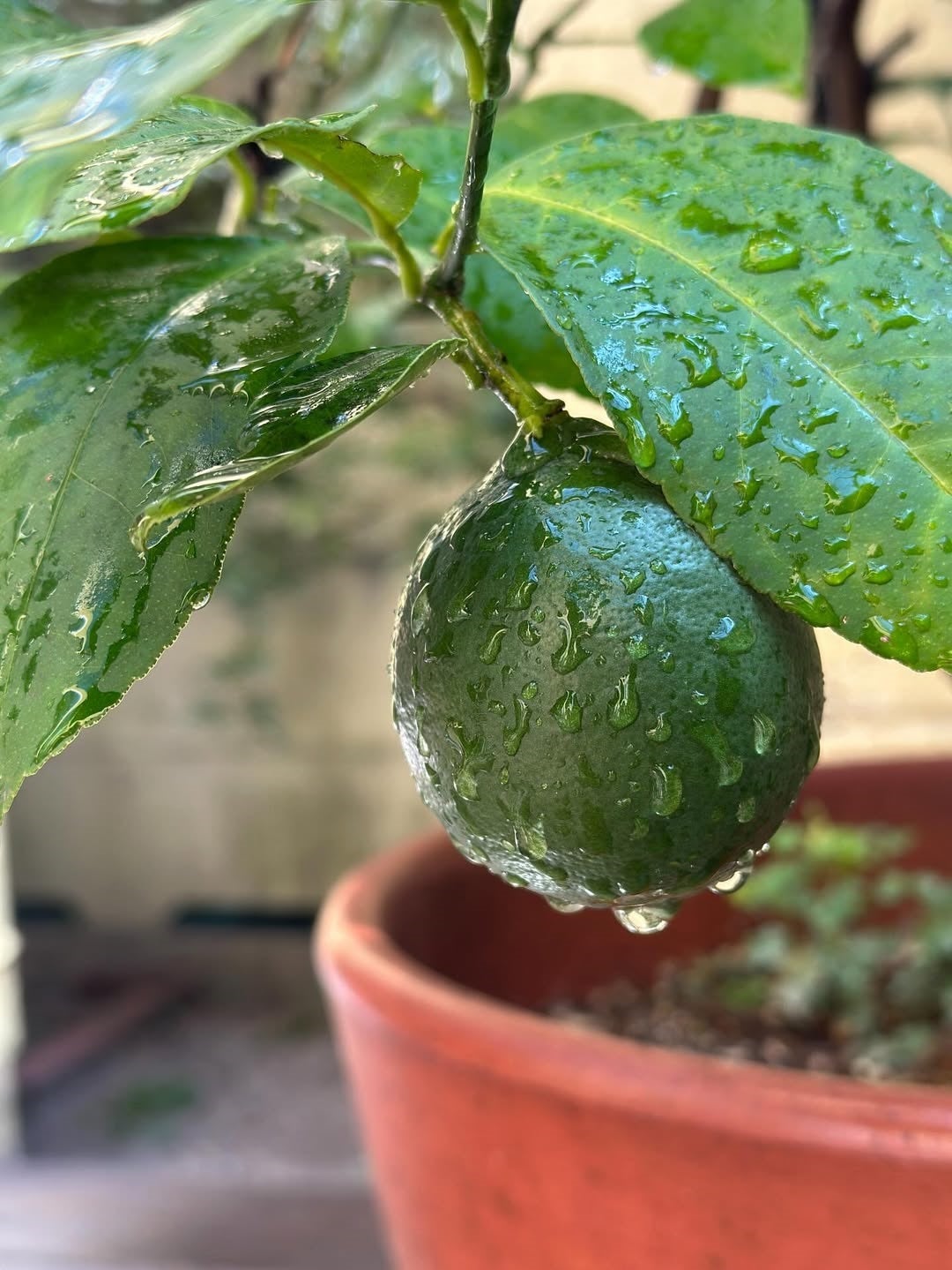 爽やかすぎる朝！香坂みゆきが育てた家庭レモンに癒される理由