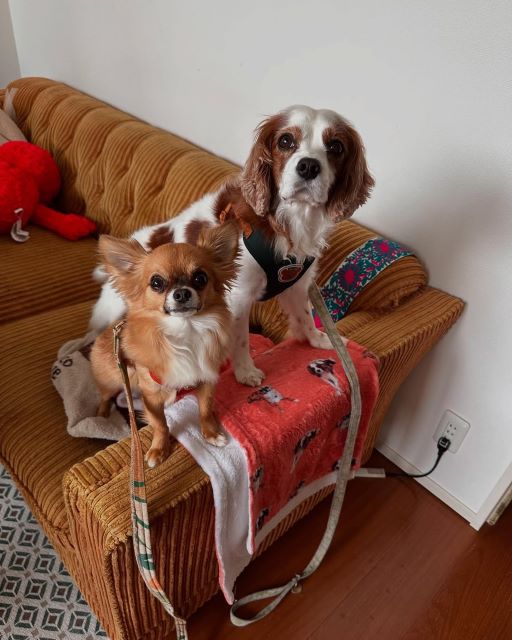 村上佳菜子「むりー！！！」愛犬の可愛さに理性が吹き飛ぶ♡写真に悶絶の声続出！