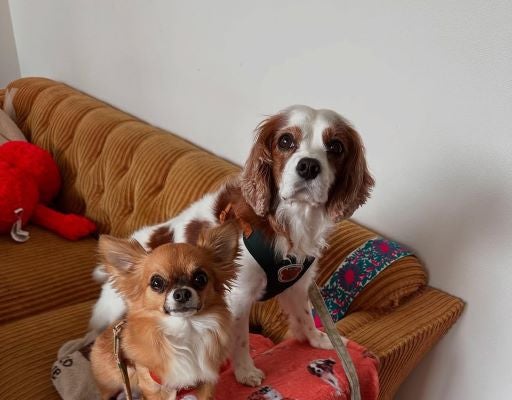 村上佳菜子「むりー！！！」愛犬の可愛さに理性が吹き飛ぶ♡写真に悶絶の声続出！