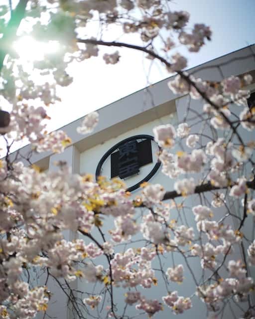 「お仕事かな❓」生田斗真が桜の写真をアップ！ 後ろに写るのは......