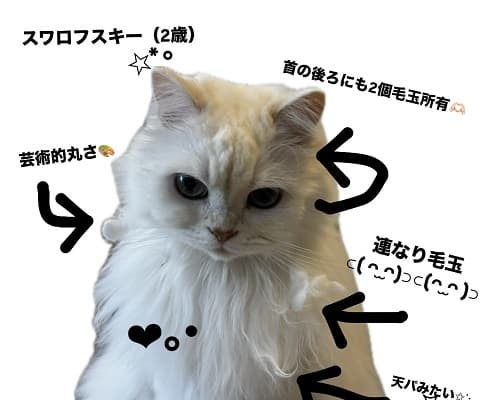 「可愛さは飼い主に似たんだね」CANDY TUNE 村川緋杏が愛の詰まった”うちの子”紹介画像を公開！