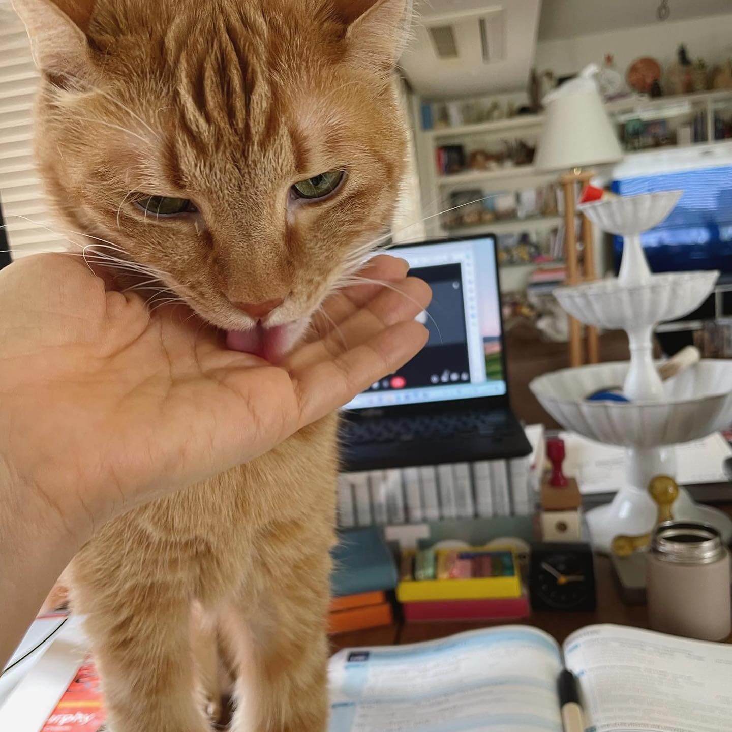 女優・石田ゆり子 実は〇〇を5年間学んでいた⁉️ 進捗を報告