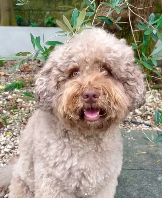 歌手 工藤静香 愛犬「ルン」の可愛さに悶絶！ファンの間で話題に！