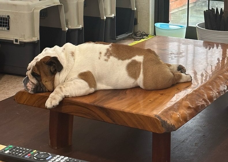 「スーパーマンみたいな寝方」北斗晶が愛犬の可愛すぎる姿を公開！