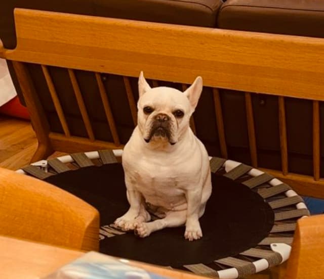 「暑すぎて…」ゲーム実況者・ガッチマン、愛犬のキュートな姿にファンもメロメロ