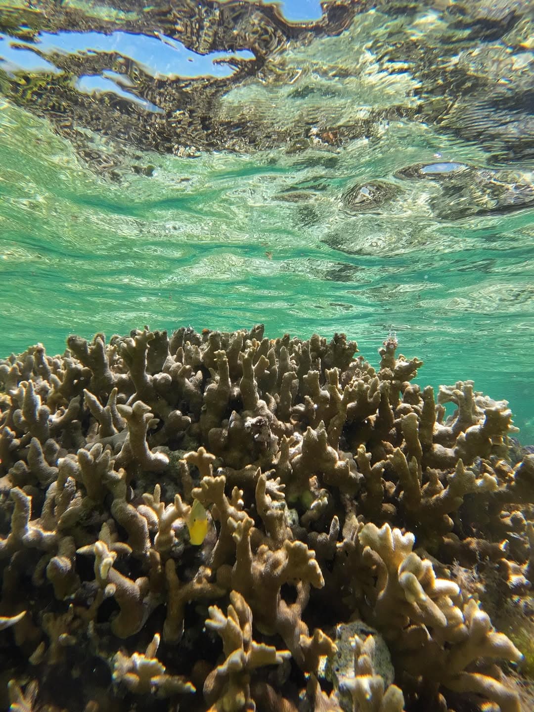 IMALU、サンゴの中から“プンスカ顔”の魚に遭遇「ごめんね、守るからね」の一言に称賛の嵐