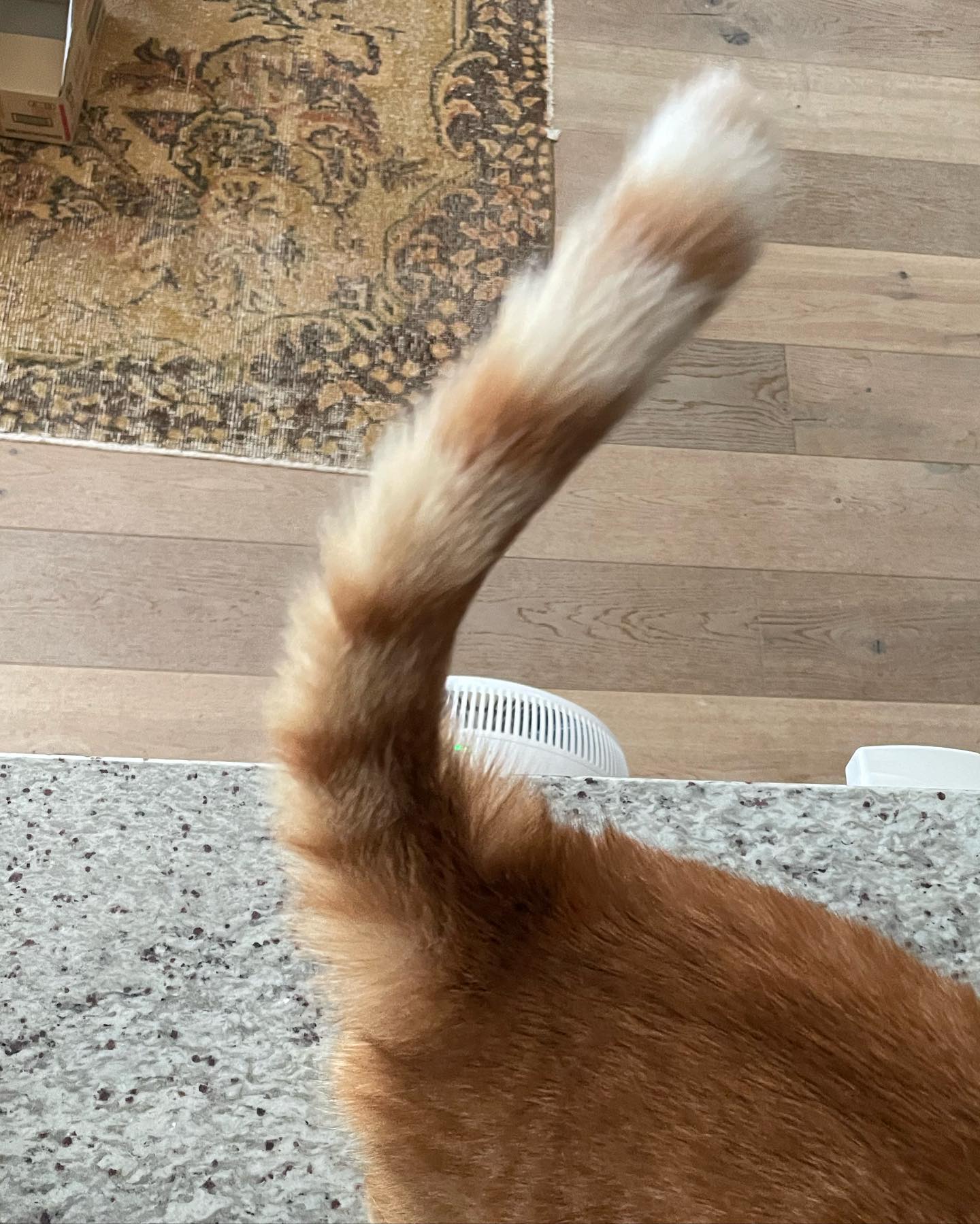 石田ゆり子がファンへクイズを出題！？「だれのしっぽでしょう」