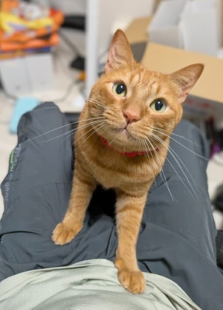 「昼休み入った瞬間甘えにくるの賢い」松丸亮吾が愛猫の写真をシェア、かわいいと話題に。