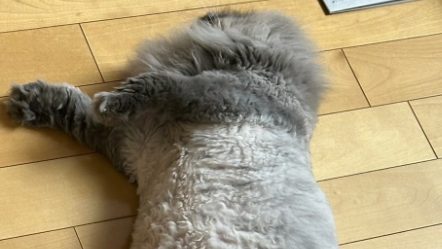 中川家・剛が投稿した“ジブリ風ぽてと”に癒やされる人続出！ヘソ天ポーズに「ぬいぐるみみたい」と絶賛の嵐