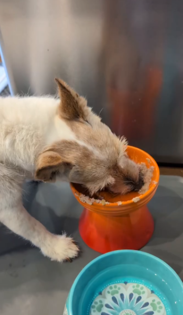 「まだまだ、ガブガブ食べます」照英、愛犬・テン19歳の食いしん坊ムービーにファンほっこり