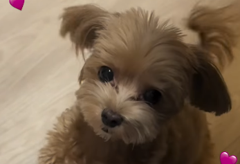 「“抱っこして”が反則級…」前田希美、愛犬エマちゃんの甘えん坊ショットにファン悶絶！