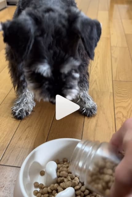 啓之輔　愛犬の朝ごはんの様子を投稿