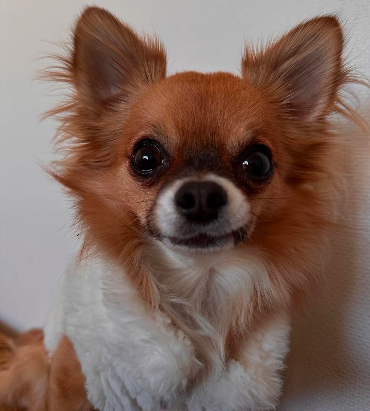 村上佳菜子、愛犬Chiko5歳のバースデー投稿を公開！「長生きしてくれよな！！♡愛してるよ！」