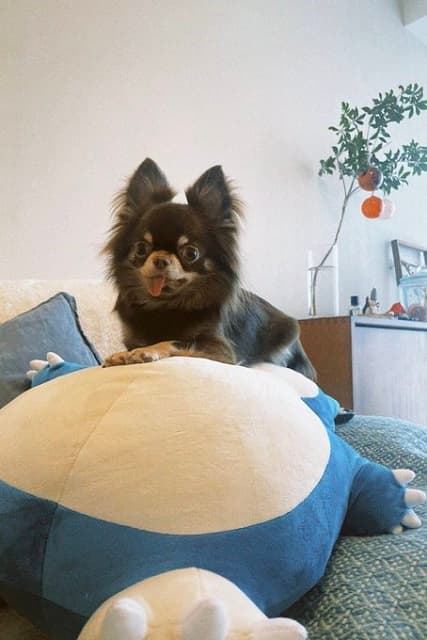 奈緒が〇〇の上にいるチワワ”魚ちゃん”の写真を投稿！可愛すぎて朝から癒されるファン続出