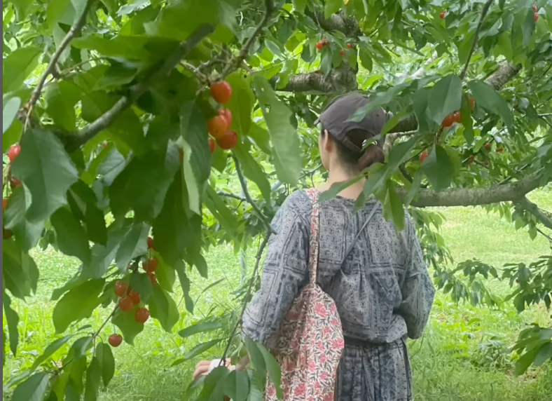 女優・常盤貴子、北海道で“さくらんぼ狩り＆猫との癒しタイム”を満喫