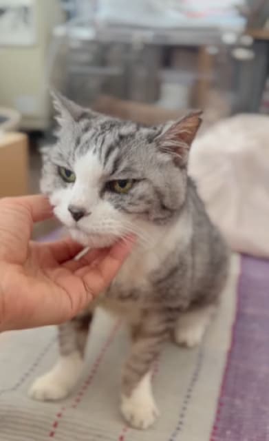 坂本美雨、愛猫との癒しのひとときを公開