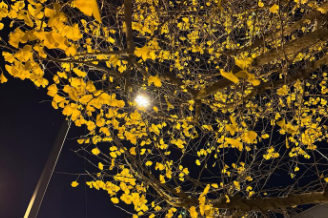 吉田羊、クリスマスイブ前夜に心温まる投稿「言葉ってすごいな」