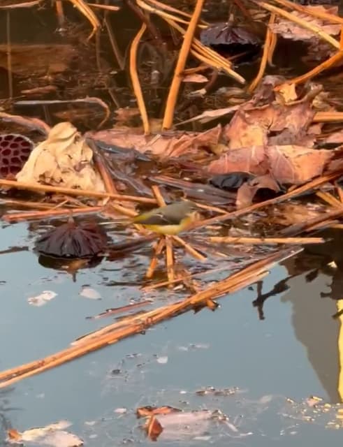 レイザーラモンRG、日本野鳥の会員として珍しい『キセキレイ』の撮影に成功！