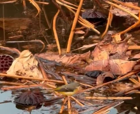 レイザーラモンRG、日本野鳥の会員として珍しい『キセキレイ』の撮影に成功！