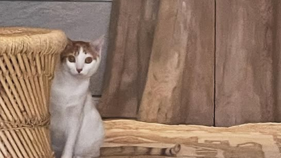 石田ゆり子、動物たちのためにラグを新調！優しさあふれる投稿にほっこり！！