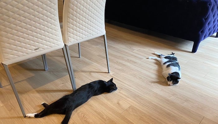 「通行に支障が出てる」大物演歌歌手の愛猫がまさかのポーズ「猫あるある」と共感の声続々