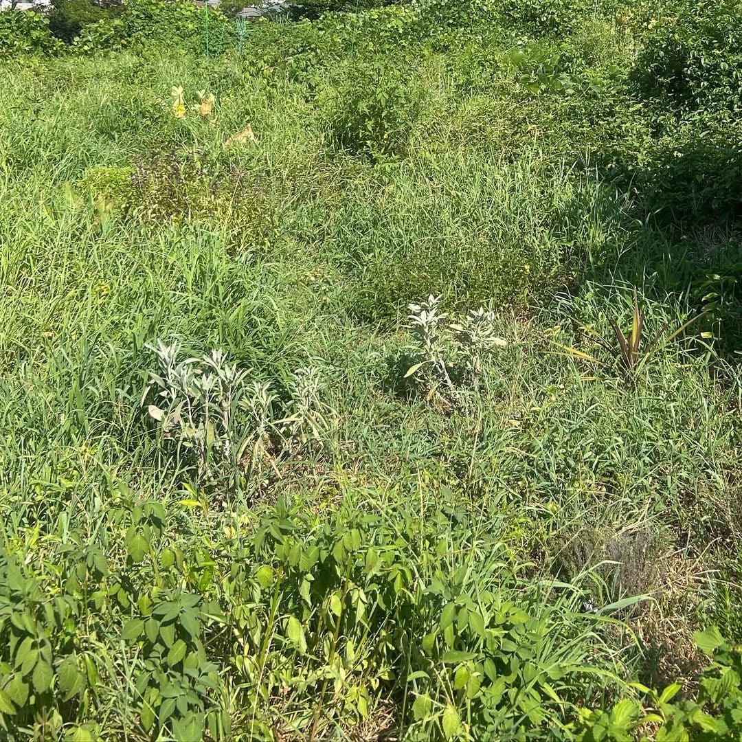 女優兼タレント・杉田かおる、自然農で元気に育った去年のホーリーバジル&今年のホワイトセージを公開！