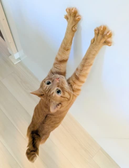 「手も足も長くて実はモデル体型」松丸亮吾の愛猫がセクシーポーズを披露